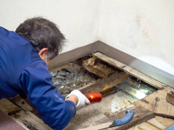 Best Mold Testing and Removal  in Bellaire, OH