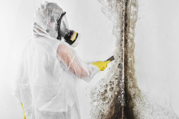 Best Fast Mold Removal  in Bellaire, OH