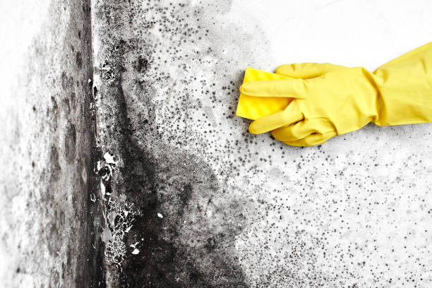 Best Home Mold Removal  in Bellaire, OH