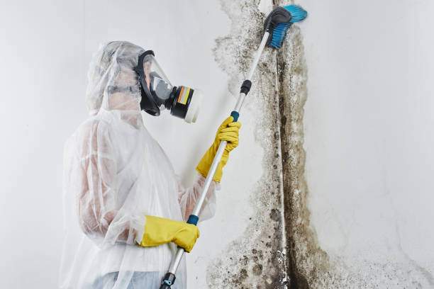 Best Mold Removal and Inspection  in Bellaire, OH