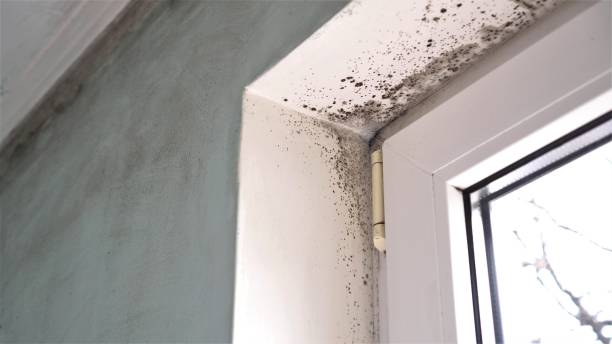 Bellaire, OH Mold Removal Company
