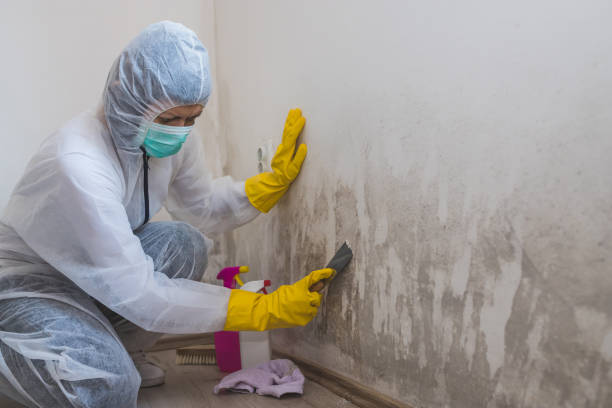 Best Best Mold Removal Companies  in Bellaire, OH