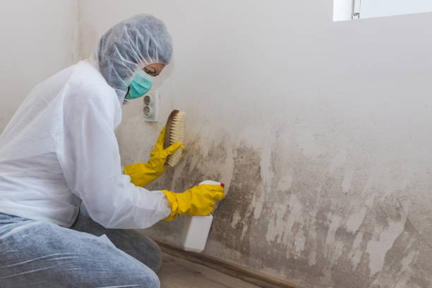 Best Toxic Mold Removal  in Bellaire, OH