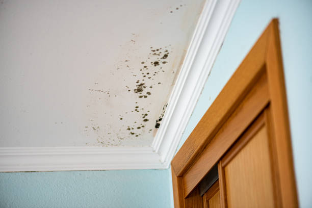 Best Mold Removal Specialists  in Bellaire, OH