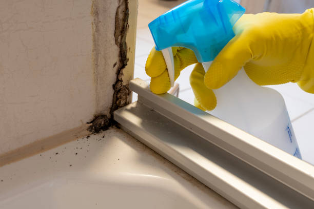 Best Toxic Mold Removal  in Bellaire, OH