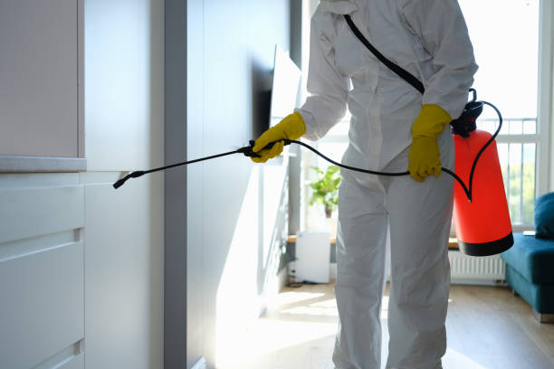 Best Mold Removal and Inspection  in Bellaire, OH