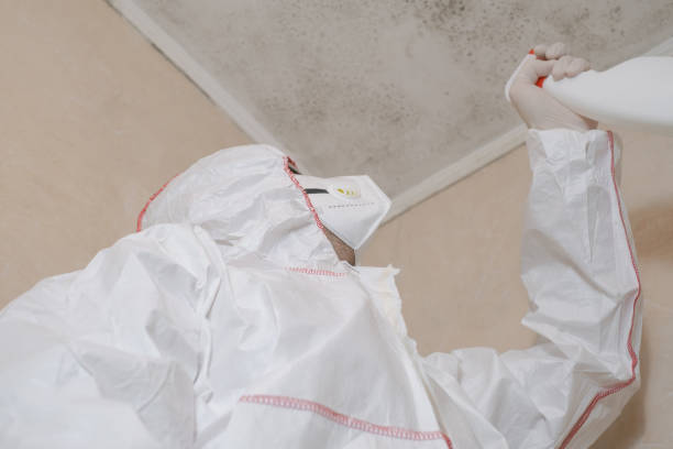 Best Local Mold Removal Service  in Bellaire, OH