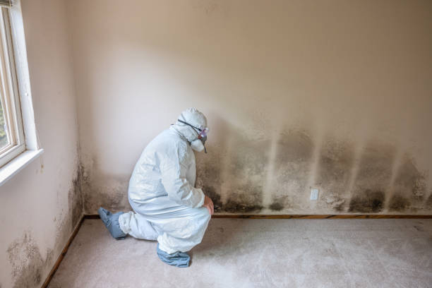 Best Mold Cleaning Services  in Bellaire, OH