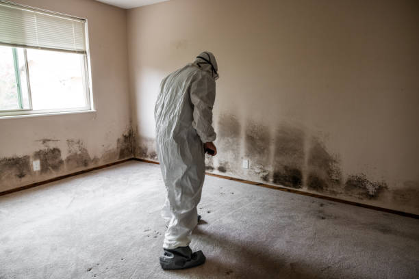 Best Office Mold Removal Services  in Bellaire, OH