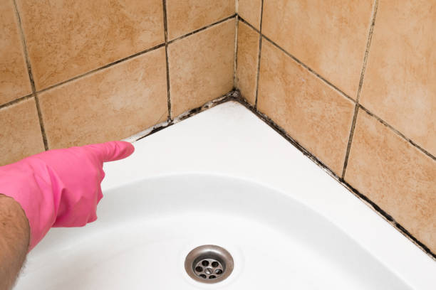 Best Toxic Mold Removal  in Bellaire, OH